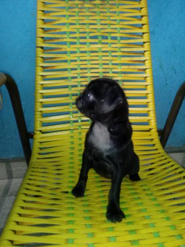 Limda pug femeia - Foto 3