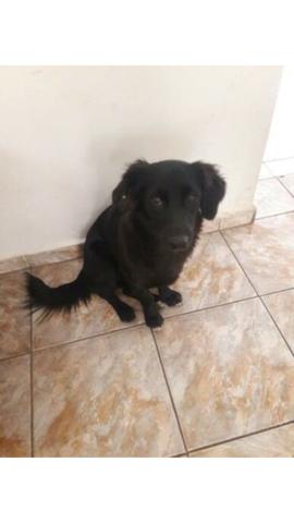 Doação cachorro