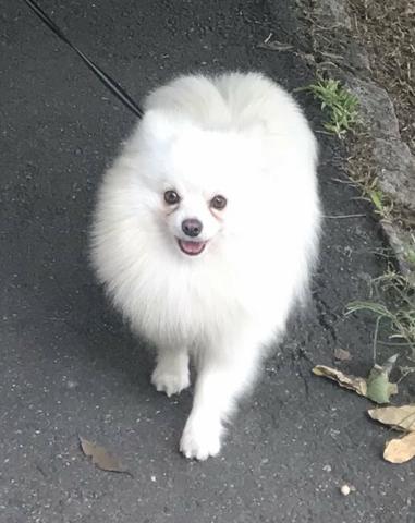 Lulu da Pomerânia (cobertura/cruza)