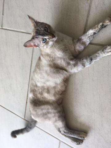 Gatos