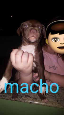 Filhote de Pitt Bull - Foto 4