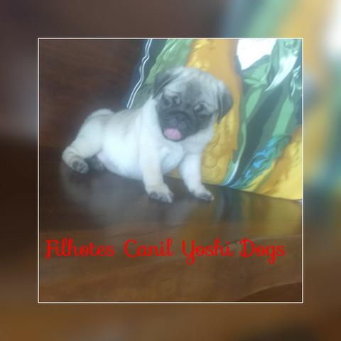 Filhotes de Pug macho e fêmea de pronta entrega - Foto 2