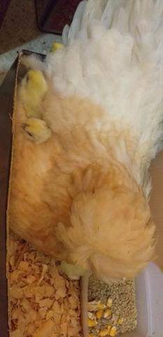 Sedosas filhotes e ovos férteis - Foto 2