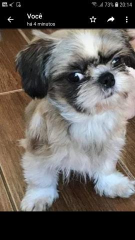 Mini Fêmea de Shih Tzu (CASTRADA)