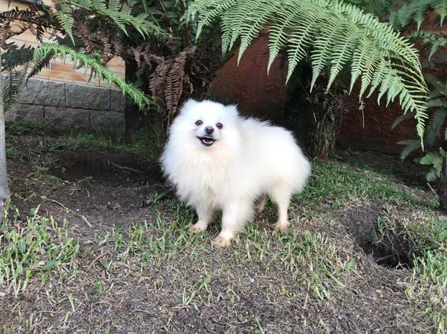 Lulu da Pomerânia (cobertura/cruza) - Foto 4