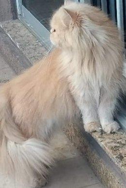 Gata persa creme femea adulta não castrada pura.Entrego em Curitiba e região metropolitana - Foto 2