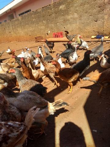 Vendo 33 Cabeças