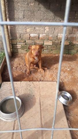 Pitbull femia - Foto 6