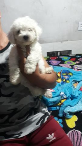 Filhotes poodle watss * - Foto 4