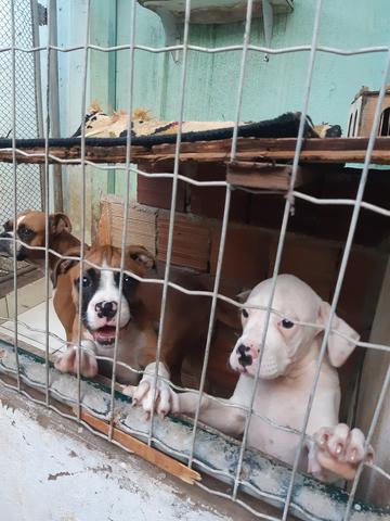 Cães box puro - Foto 2