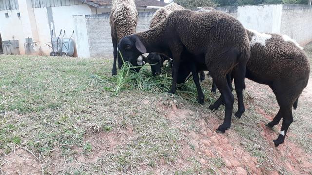 Carneiro
