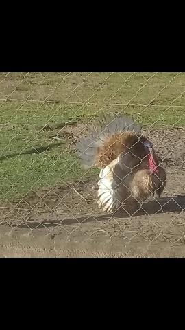 Ovos de peru - Foto 4