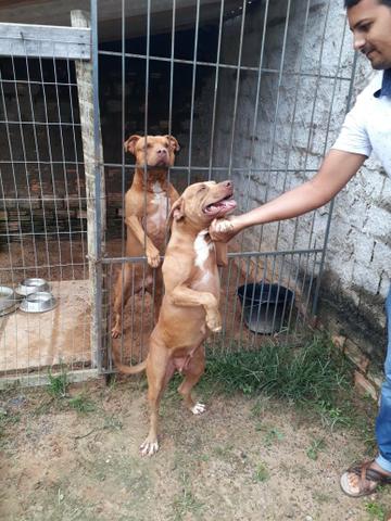 Pitbull femia - Foto 5