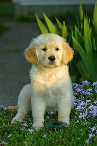 Golden retriever - Foto 2