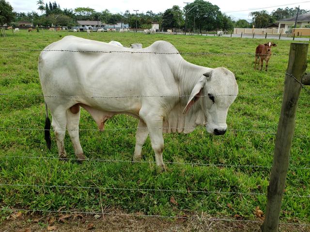 Touro Brahman