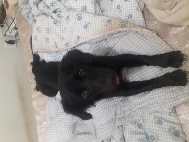 Doação cachorro - Foto 2