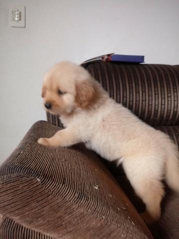 Golden Retriever belissimos