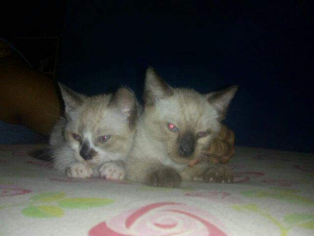 Lindos filhotes de gato