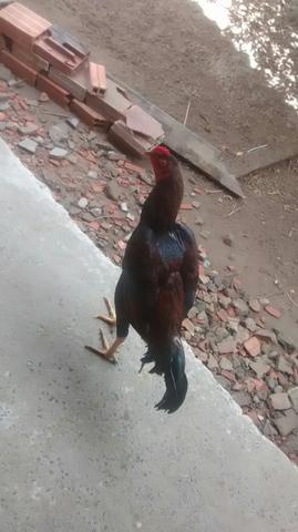 Galo