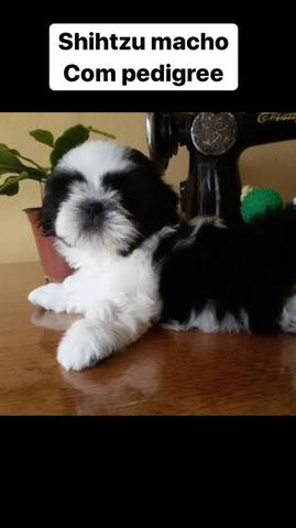 Shihtzu, schnauzer, maltês, golden, poodles