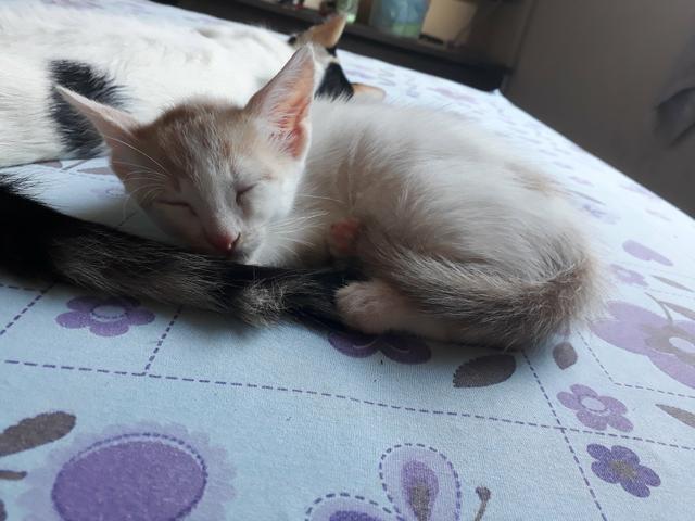 Doa se Gatinho !