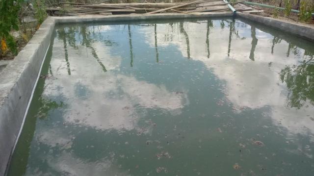 Ótima propriedade de 2.5 hectares, com casa sede, em Avencas de Cima-PE - Foto 11