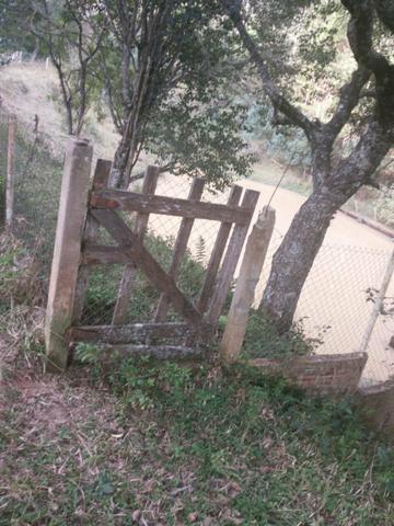 Engorda de Frango Caipira - Foto 17