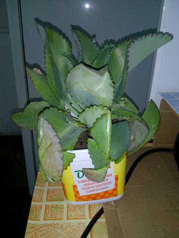 Aranto - Foto 2