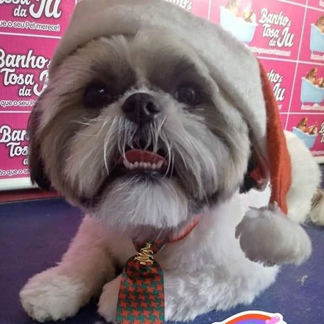 Shih-tzu Macho para Cruzar - Foto 5