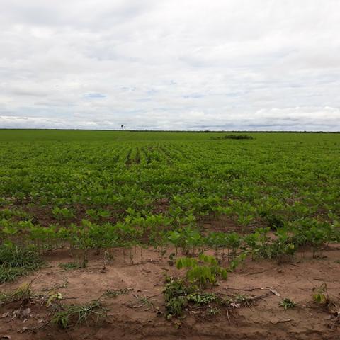 Fazenda centro sul do Maranhão - Foto 2