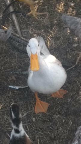 Vendo lote de aves - Foto 6