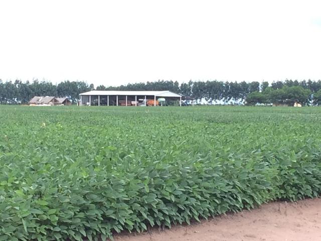 Fazenda em Uruçui Piauí - Foto 3