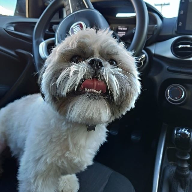 Shih-tzu Macho para Cruzar
