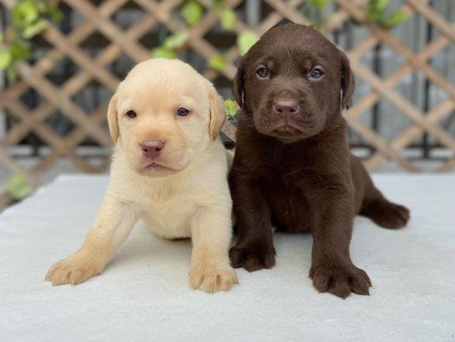 Labrador chocolate/amarelo/preto| machos e fêmeas com garantias e suportes exclusivos!