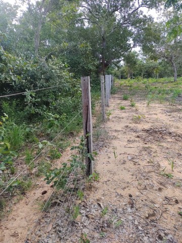 Fazenda em Lizarda. 7 mil por alqueire. - Foto 2