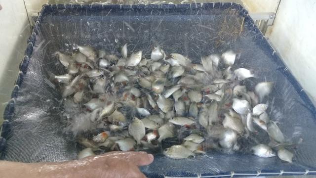 Venda permanente de alevinos de Tambaqui, Matrinxã e Pirarucu - Foto 4