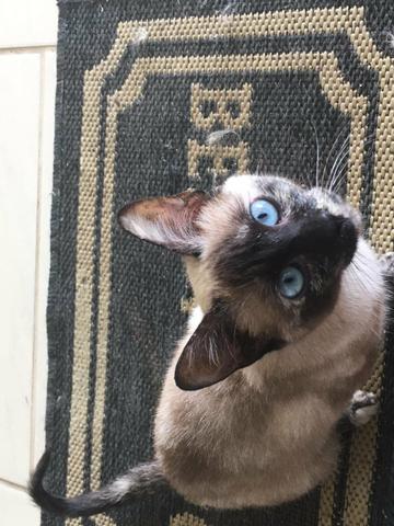 Doação gato - Foto 2