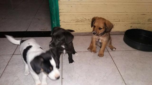 Labrador x dog brasileiro so 100 cada.chama no whats whats 9- * - Foto 2