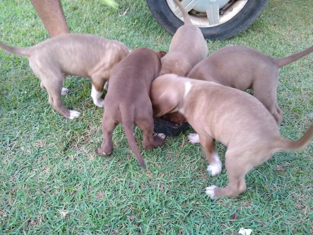 Filhos de Pitbull Monsters - Foto 3