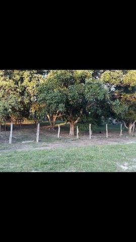 Vendo Fazenda - Foto 4