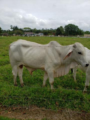 Touro Brahman - Foto 2