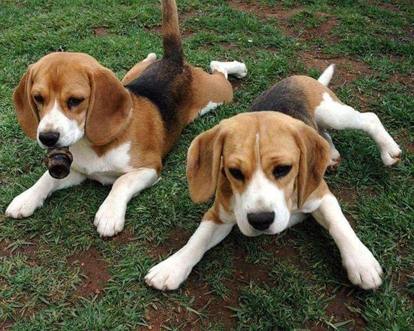 Beagle alto padrao - Foto 4