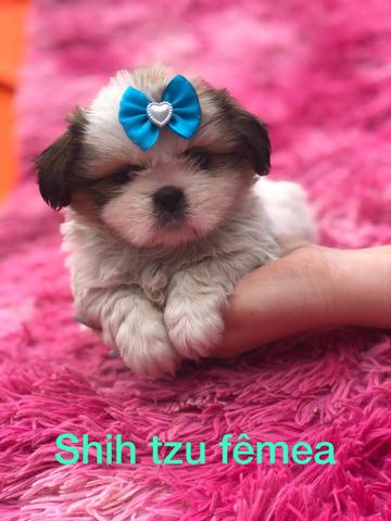 Shihtzu com pedigree