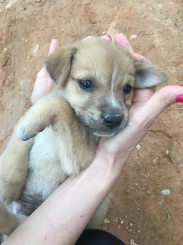 Lindos filhotes para adoção - Foto 4