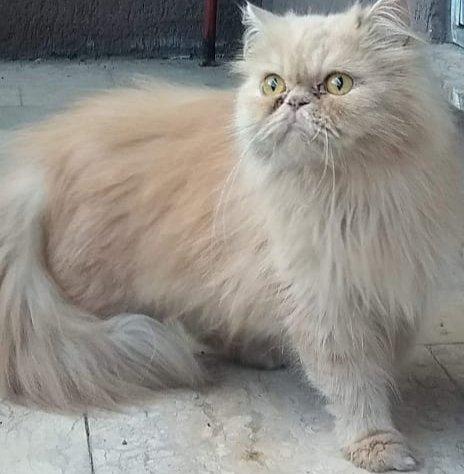 Gata persa creme femea adulta não castrada pura.Entrego em Curitiba e região metropolitana - Foto 3