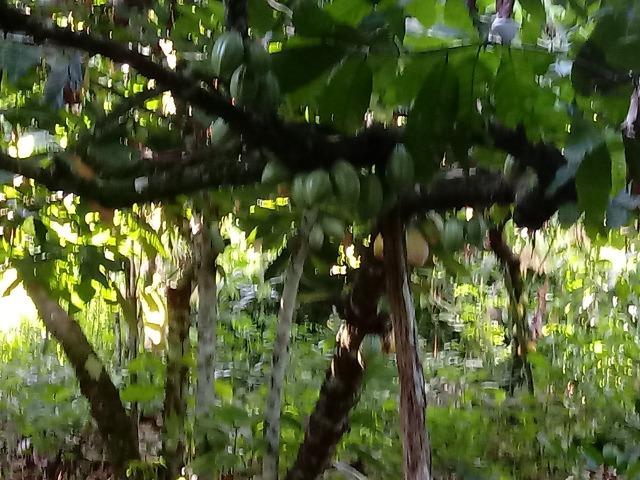 Fazenda Sao Jose - Foto 4