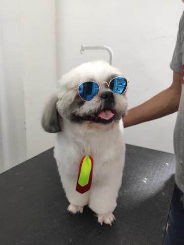 Óculos Pet
