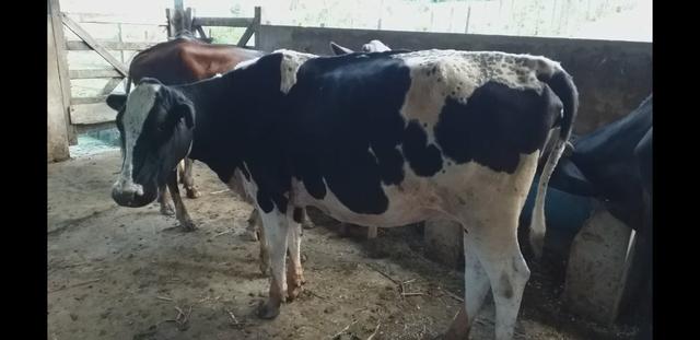 Vendo Excelentes Vacas e Novilhas Leiteiras - Foto 2