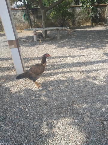 Vendo frangos frangas galos raça muito boa - Foto 5