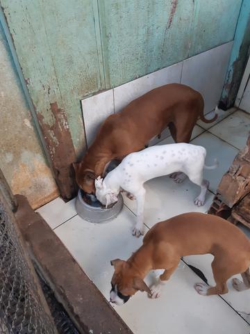Cães box puro